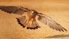 チョウゲンボウ