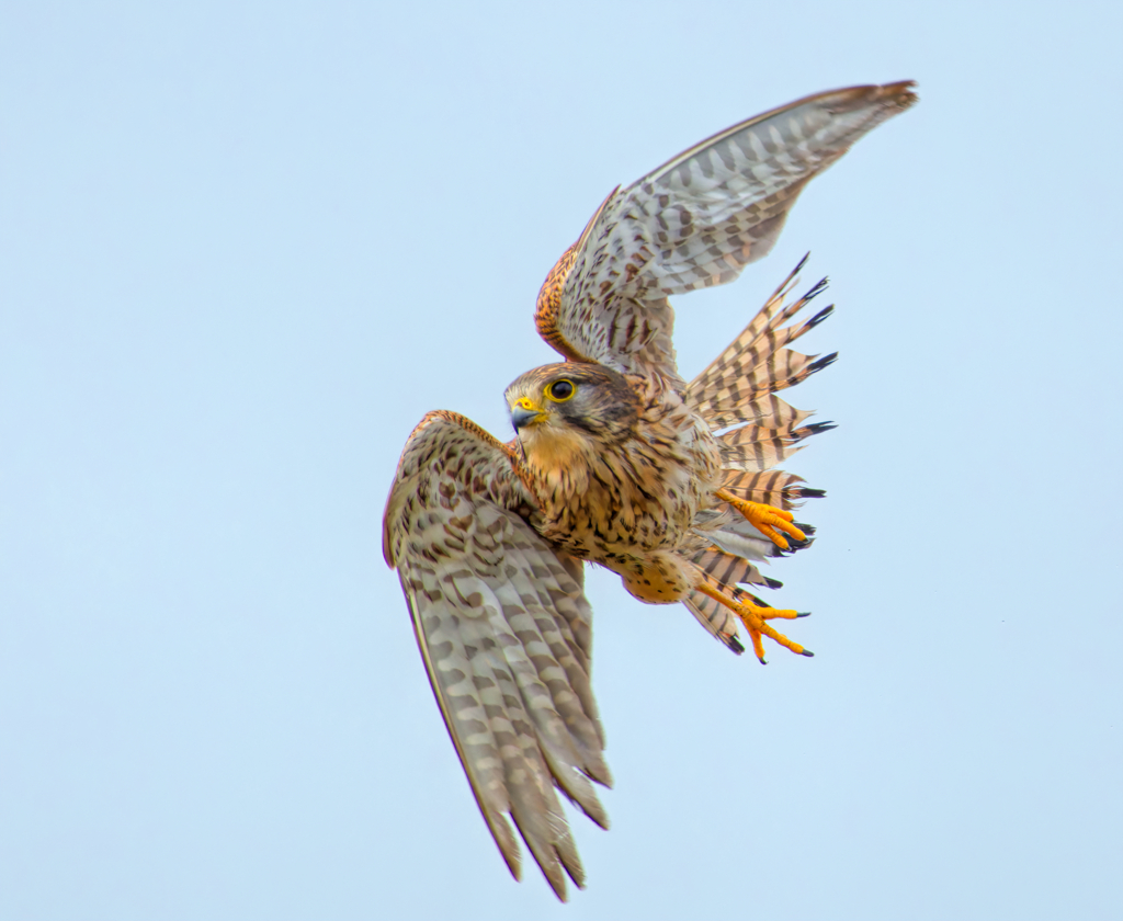 チョウゲンボウ