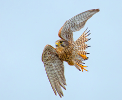 チョウゲンボウ