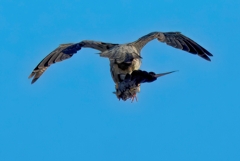 鳩を捕捉