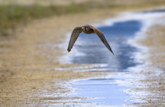 チョウゲンボウ