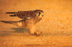 チョウゲンボウ