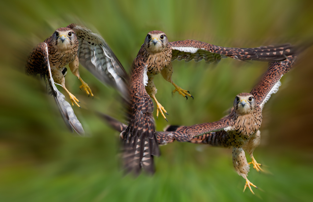 チョウゲンボウ