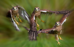 チョウゲンボウ