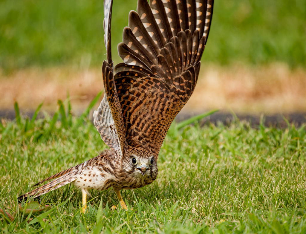 チョウゲンボウ