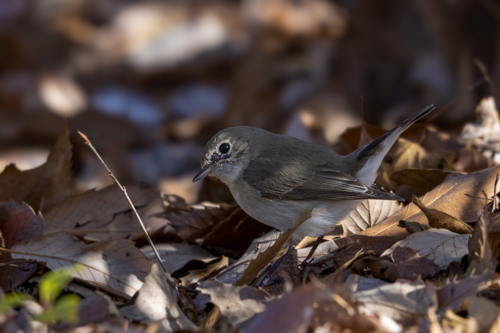 ニシオジロビタキ
