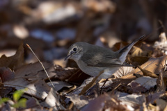 ニシオジロビタキ