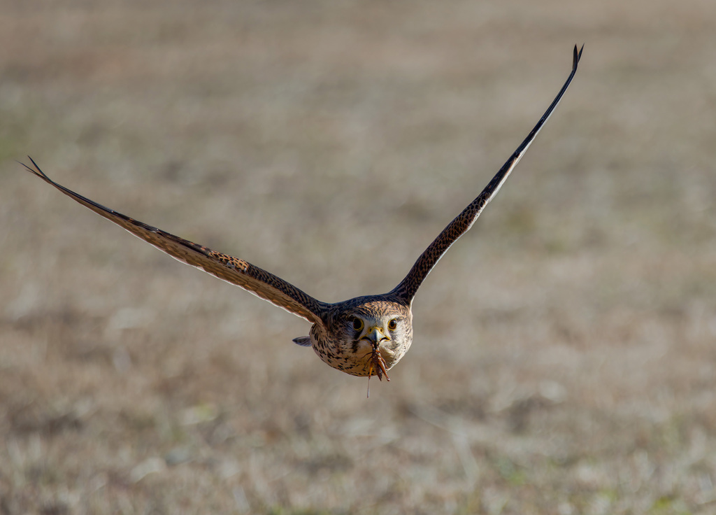 チョウゲンボウ