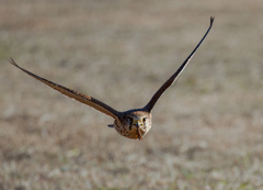 チョウゲンボウ