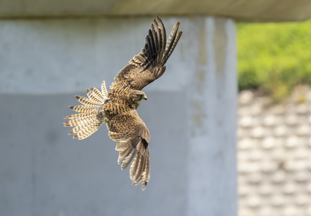 チョウゲンボウ