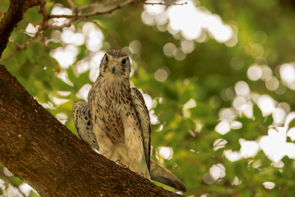 チョウゲンボウ