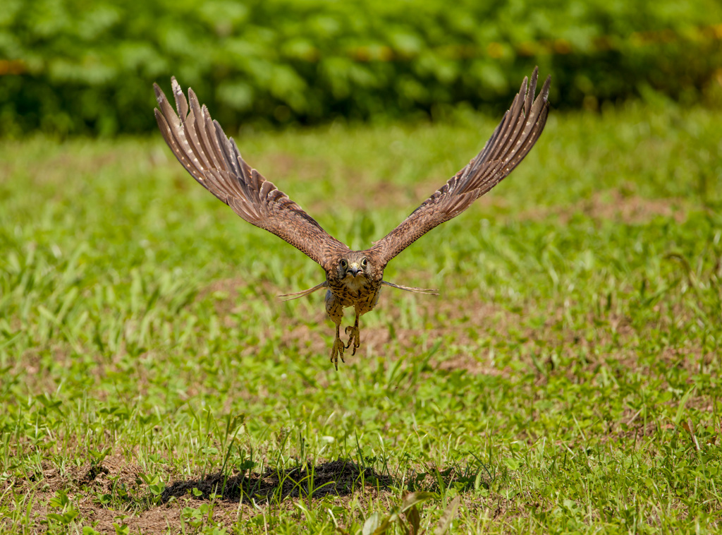 チョウゲンボウ