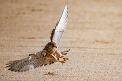 チョウゲンボウ