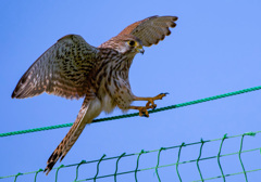 チョウゲンボウ