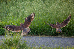チョウゲンボウ