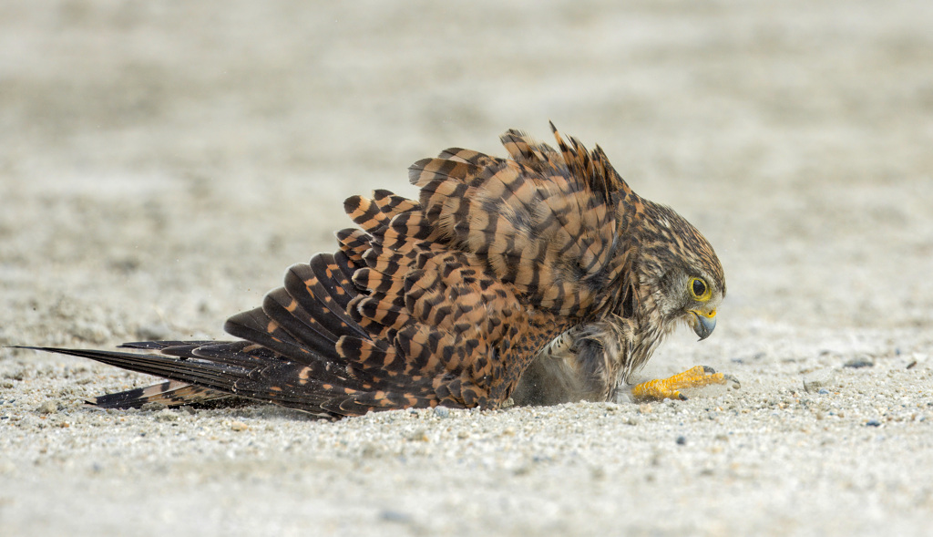 チョウゲンボウ