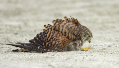 チョウゲンボウ
