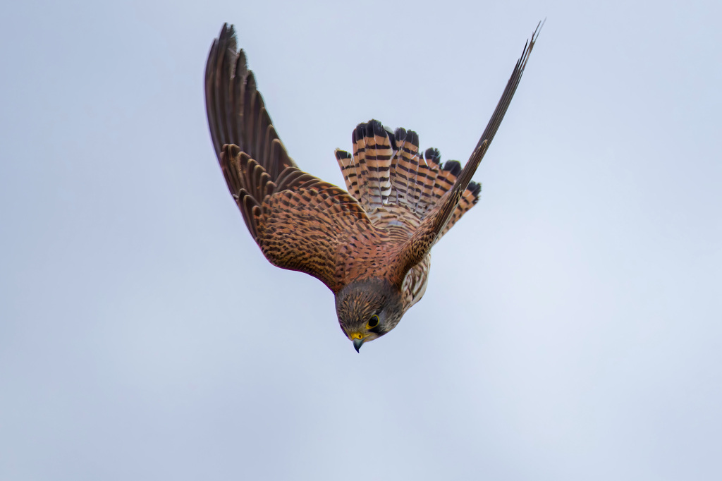 チョウゲンボウ