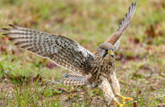 チョウゲンボウ