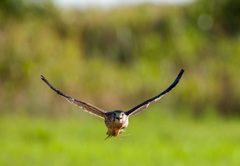 バッタをダブルでゲット