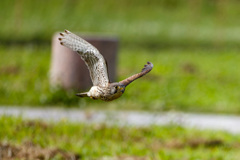 チョウゲンボウ