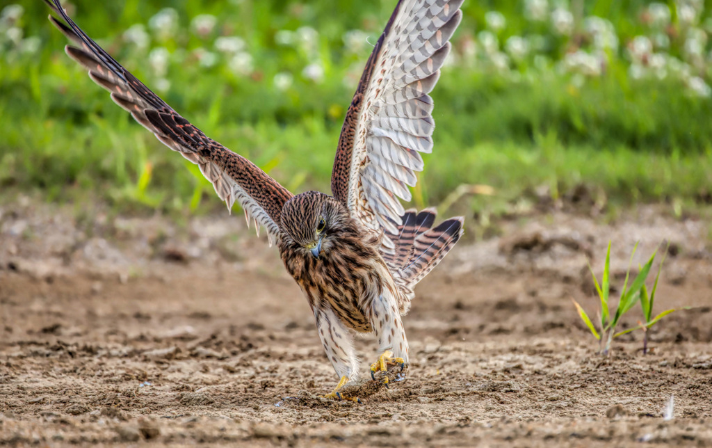 チョウゲンボウ（若）