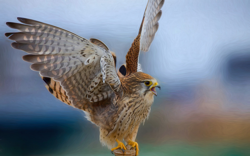 チョウゲンボウ