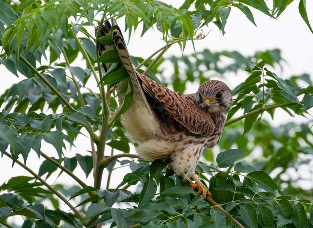 チョウゲンボウ