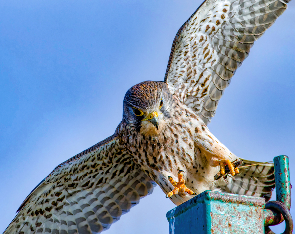 チョウゲンボウ