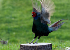 切り株上のキジ