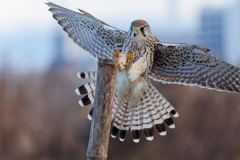 チョウゲンボウ