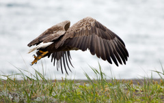 オホーツクを飛ぶ