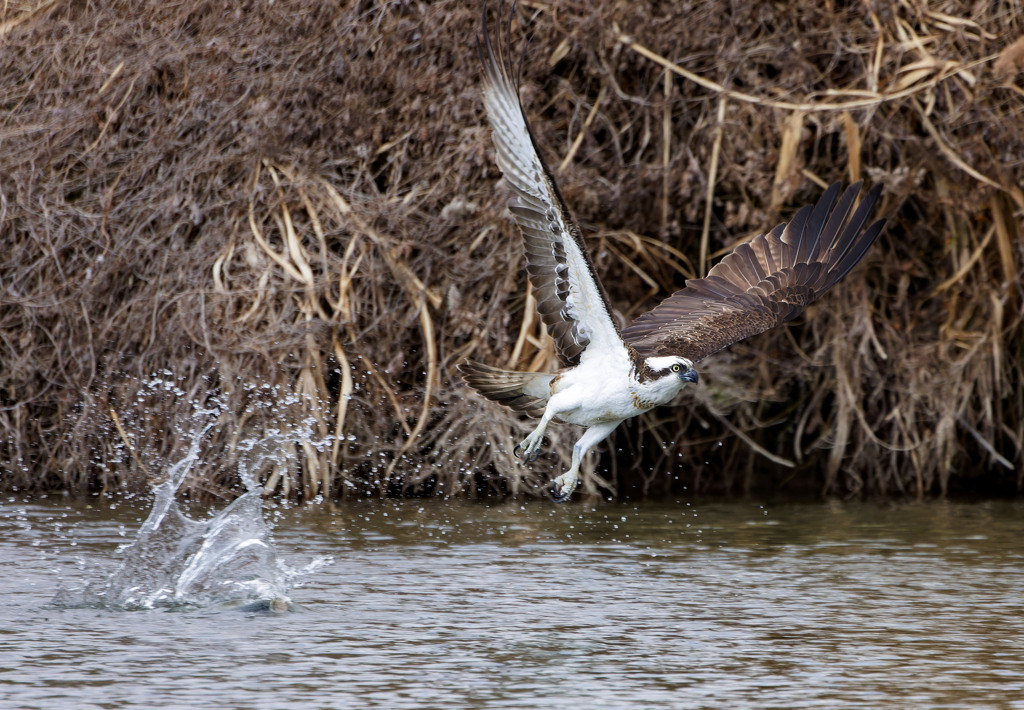 大きなブラックバスを落としました。