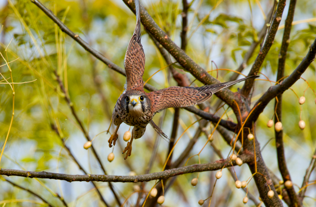 チョウゲンボウ