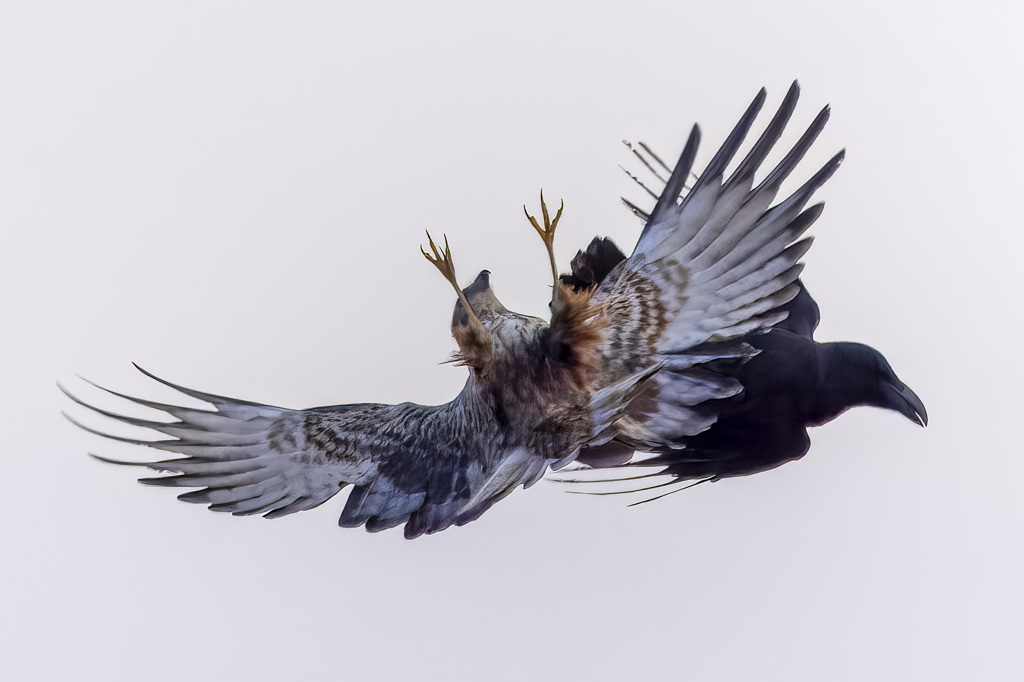 チュウヒとカラス