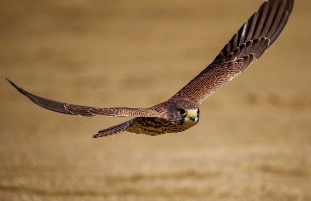 チョウゲンボウ
