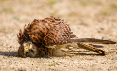 チョウゲンボウ