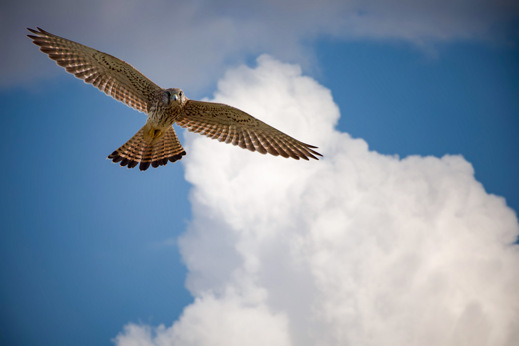 チョウゲンボウ