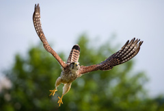 チョウゲンボウ