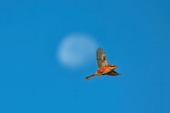 モズ