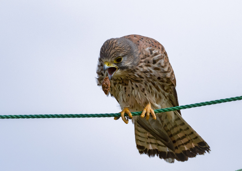 チョウゲンボウ