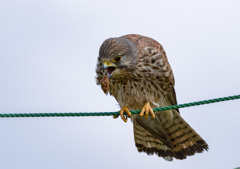 チョウゲンボウ