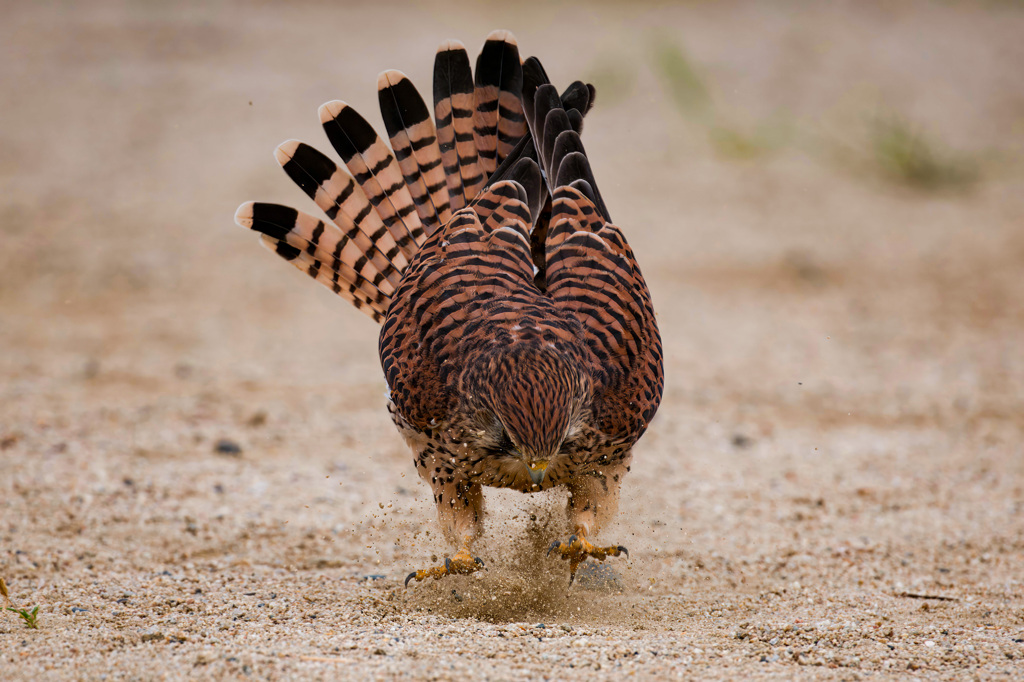 チョウゲンボウ