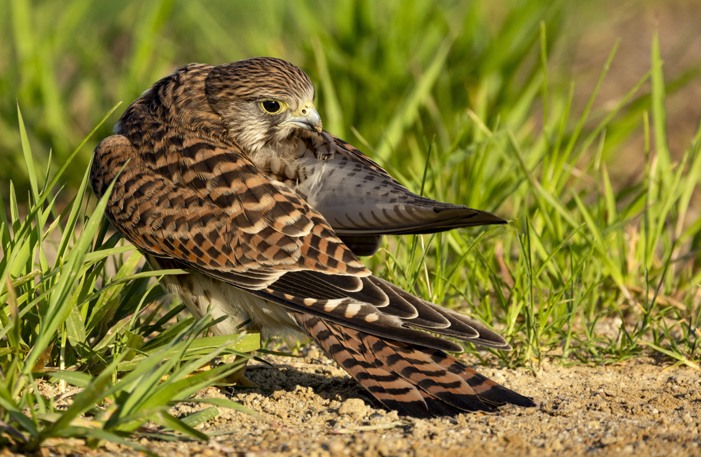 チョウゲンボウ