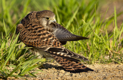 チョウゲンボウ