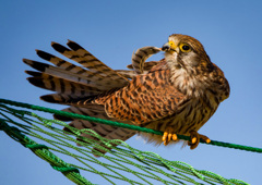 チョウゲンボウ