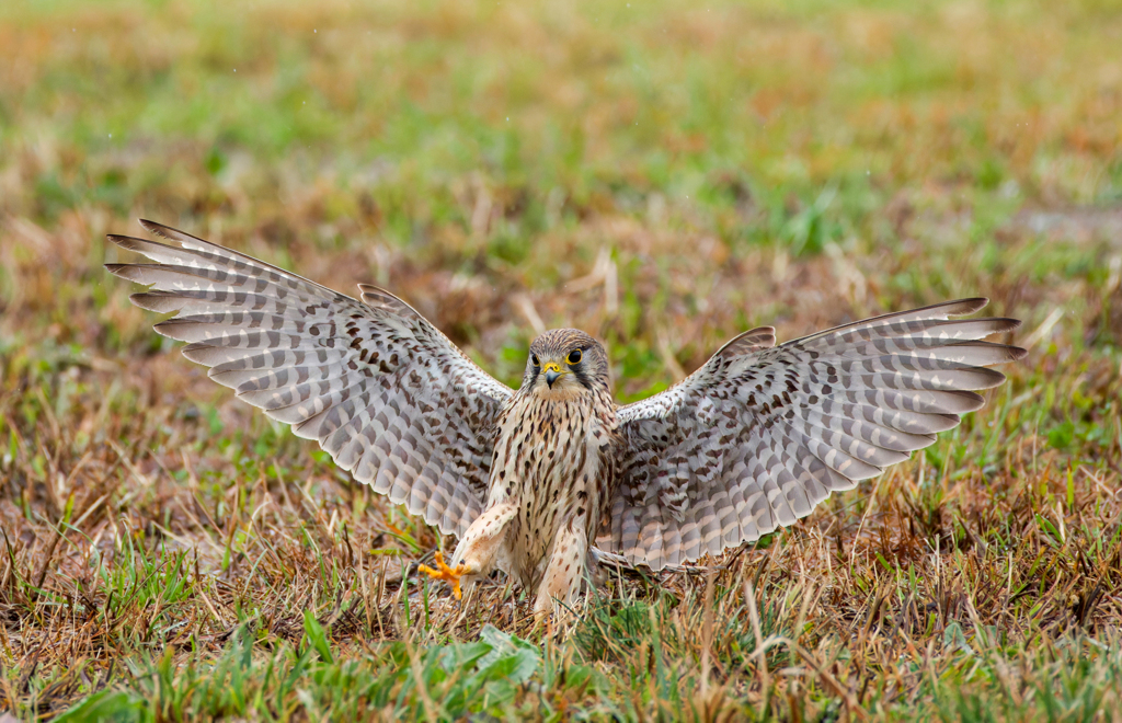 チョウゲンボウ