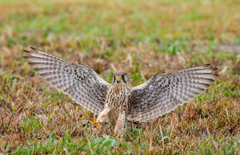 チョウゲンボウ