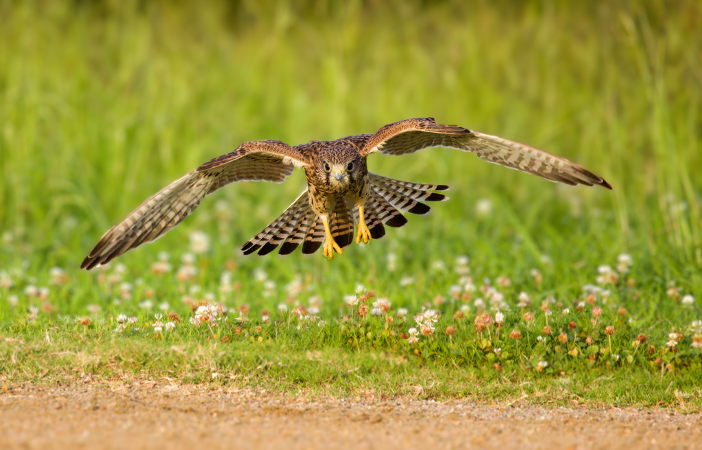 チョウゲンボウ（若）