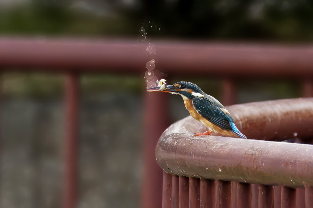 カワセミ